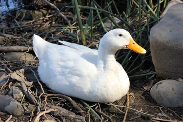 American Pekin duck sitting on twigs