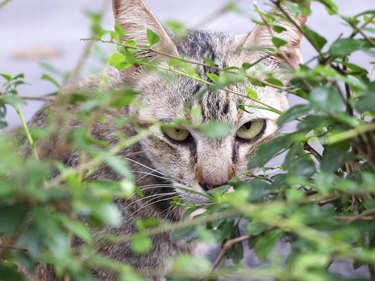 Cat is looking from behind a tree