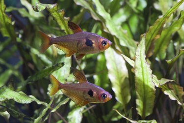 A pair of aquarium fish called Rosy Tetra in water with plants