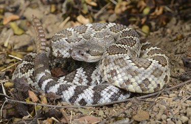 Southern Pacific Rattlesnake (Crotalus viridis helleri).
