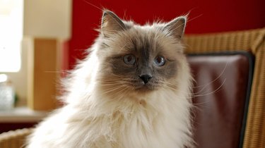 Nice Ragdoll cat