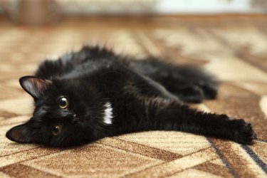 Portrait of black cat relaxing on carpet