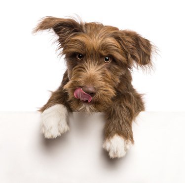Isolated crossbreed leaning on a white panel and licking