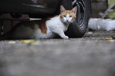 Stray cats spraying outside my outlet house