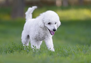 Cute white male poodle puppy