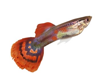 guppy with red spotted tail on white