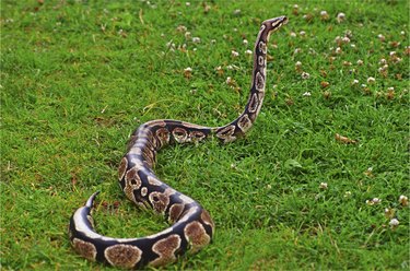 Large python snake on grass.
