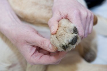 A person massaging a dog's paw.