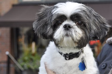 Shih Tzu