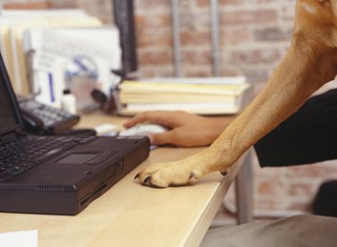 Man working with laptop, dog's paw on desk, Close-up of hand and paw