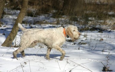 Spinone in Snow