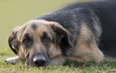 Male German Shepherd dog