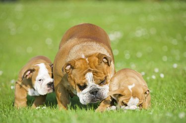 Beautiful Bulldog mother with her children puppies