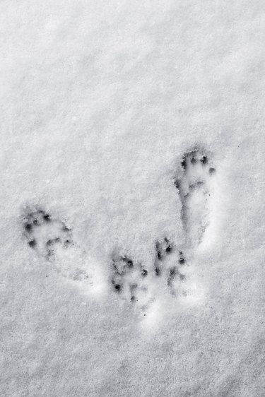 Pawprints of a squirrel.