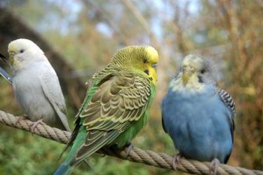 A group of parakeets on a rope