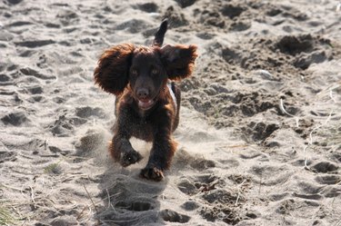 very cute young liver working type cocker spaniel puppy running