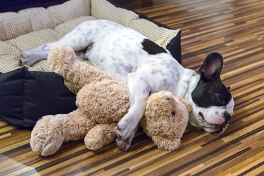 French bulldog with teddy bear