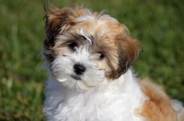 Brown and white shih tzu puppy showing no sign of common shih tzu eye problems.