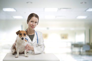 Dog vet clinic