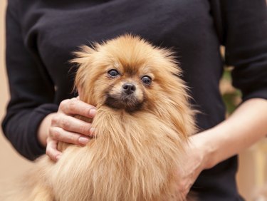 why do pomeranian puppies lose hair