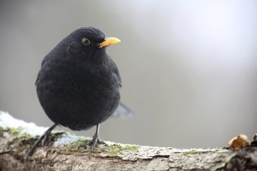 black bird with yellow beak