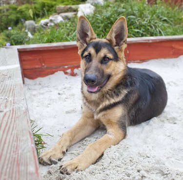 German Shepherd
