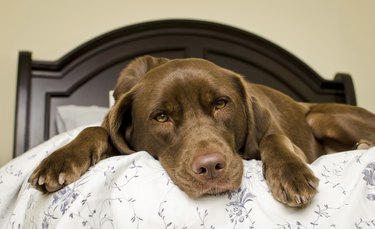 Tired brown dog lying on a bed.