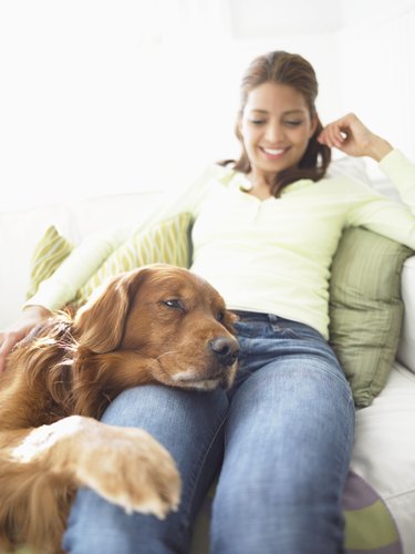 Woman Sits on a Sofa, Dog Resting His Head and Paw on Her Leg