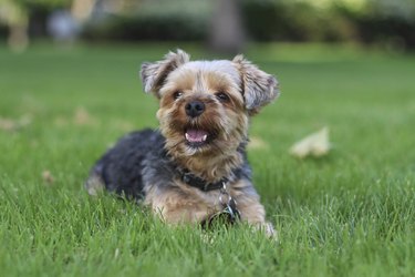 A Yorkshire terrier lying on the grass.