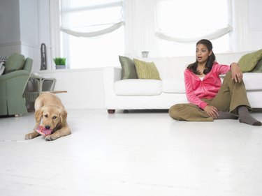 Dog Chewing on a Shoe, Woman Sitting on the Floor Looking at Him in Shock