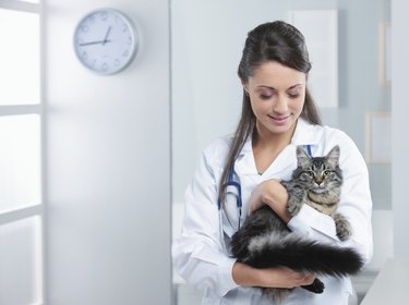 A woman in white coat veterinarian holding a gray cat.