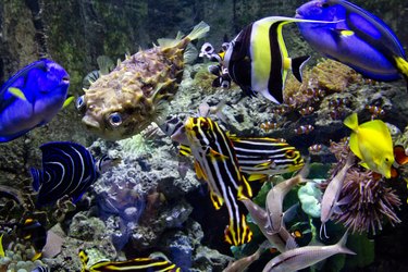 Tropical fish in a tank