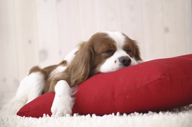 Cavalier king charles dog sofa