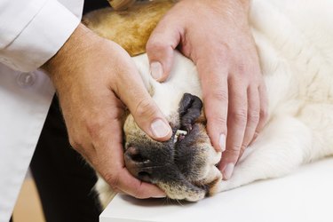 Dog at vet clinic