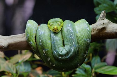 Green tree python