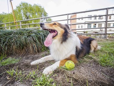 Dog-Shetland sheepdog, collie, big mouth with ball