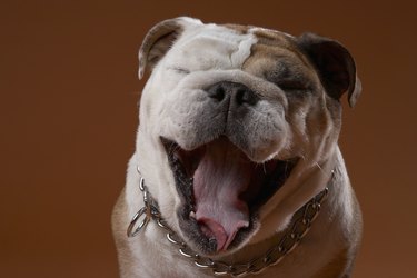 Cute bulldog with mouth open