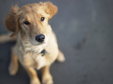 Close up of a brown dog