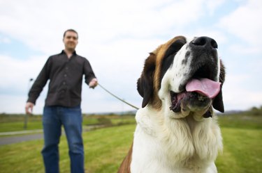 low angle blurred view of a man walking a st. bernard