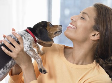 Woman Carrying a Beagle Puppy, Beagle Smelling Her Face