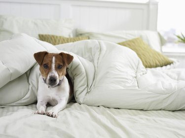 Jack Russell Lying Under a Duvet on a Bed