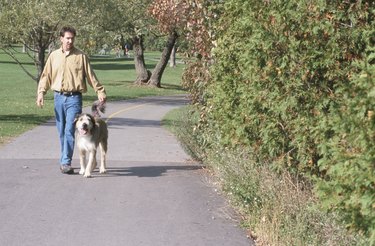 Man walking dog along park walkway