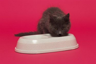 Cat with food dish