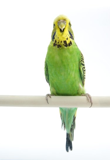 pregnant parakeets