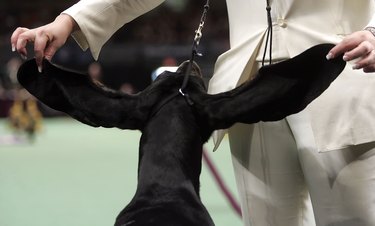 Prize Canines Vie For Glory At Westminster Dog Show