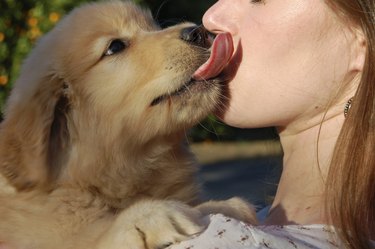 Puppy licking a girl