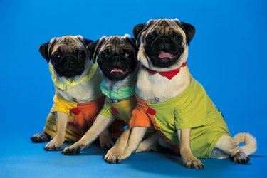 three pug varieties in colored jackets