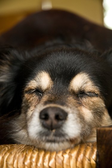 Closeup of a brown and black dog