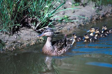 Mother and baby ducks in water
