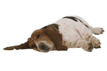 Sleeping basset hound